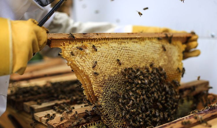 bivaxproduktion av honung istället för socker av biodlare