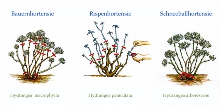 Vid skärning kan hortensior delas in i två olika grupper