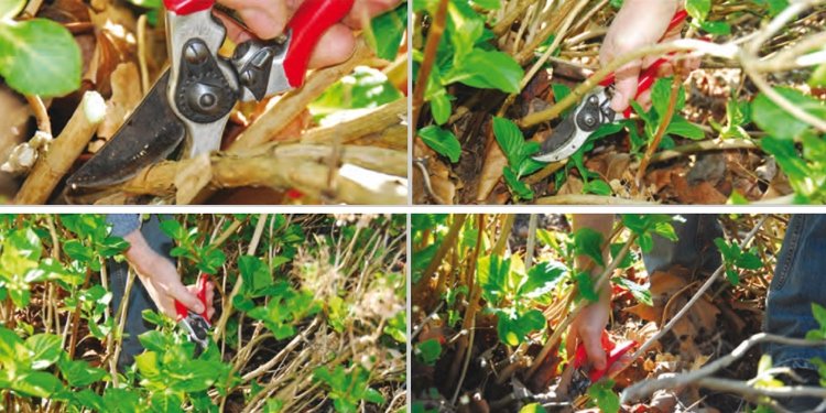 Föryngra hortensia - ta bort 1: 3 av de äldsta skotten