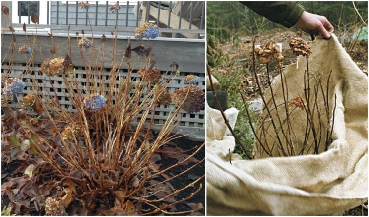 Skydda trädgårdshortensia Hydrangea macrophylla från frost