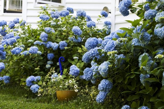 Hortensior i trädgården sommarblommande buske blir blå