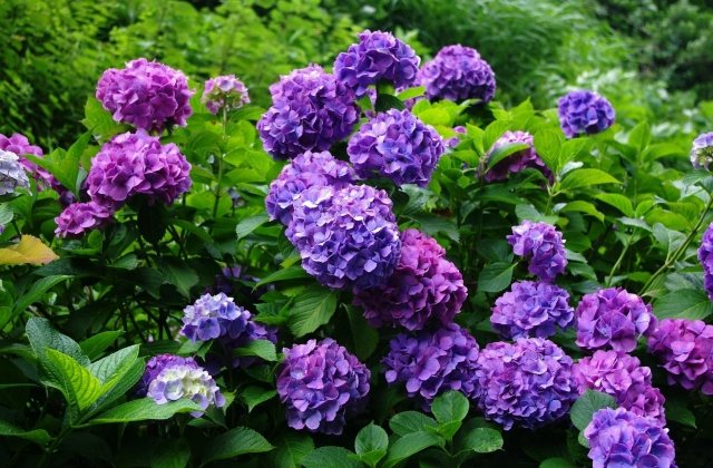 hortensia trädgård buske vård tips blå lila färg