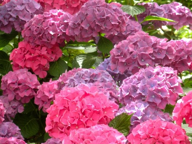 Omsorg för hortensior skuren sommarblomstrare