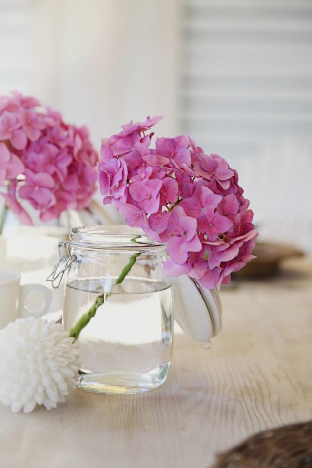 Hortensior i trädgården vård tips rosa snitt blomma sylt burk vas