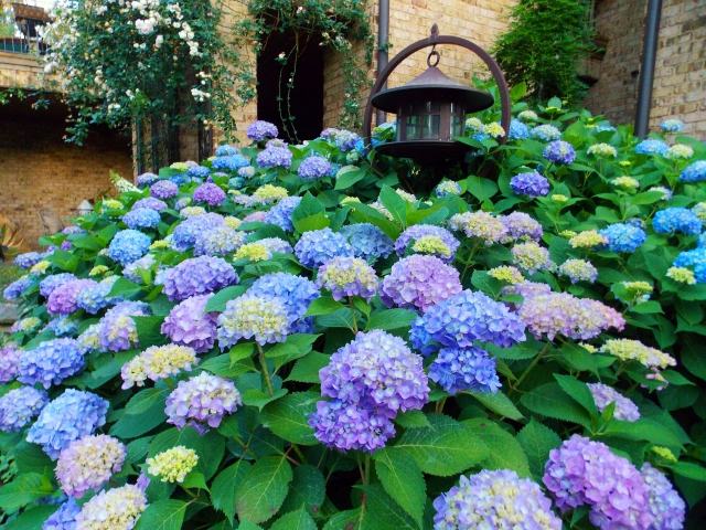 hortensia trädgårdsvård lila blå gård hortensia