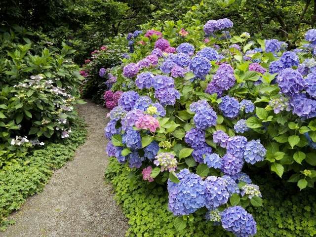 hortensia trädgård blå lila buske blommar