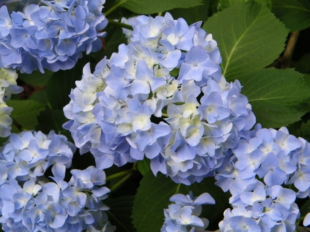hortensior trädgård blå färg blommor odla snitt