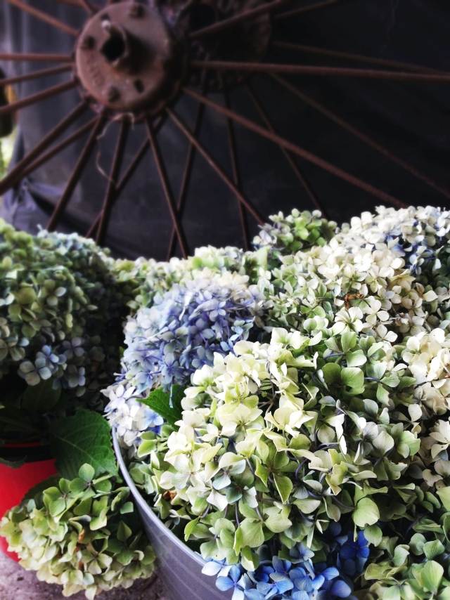 hortensia torr vintage charm lantgård dekoration