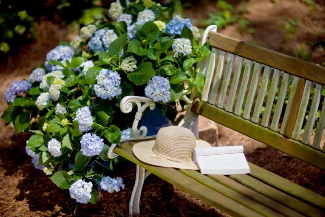 trädgård hortensia buske blå jord ph värt