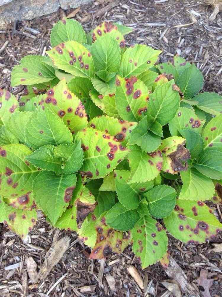 Septoria leaf spot disease i hortensia