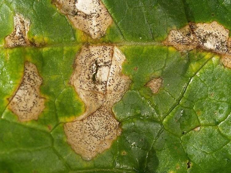 Ringpunktssjukdom orsakad av svampen Mycosphaerella brassicicola