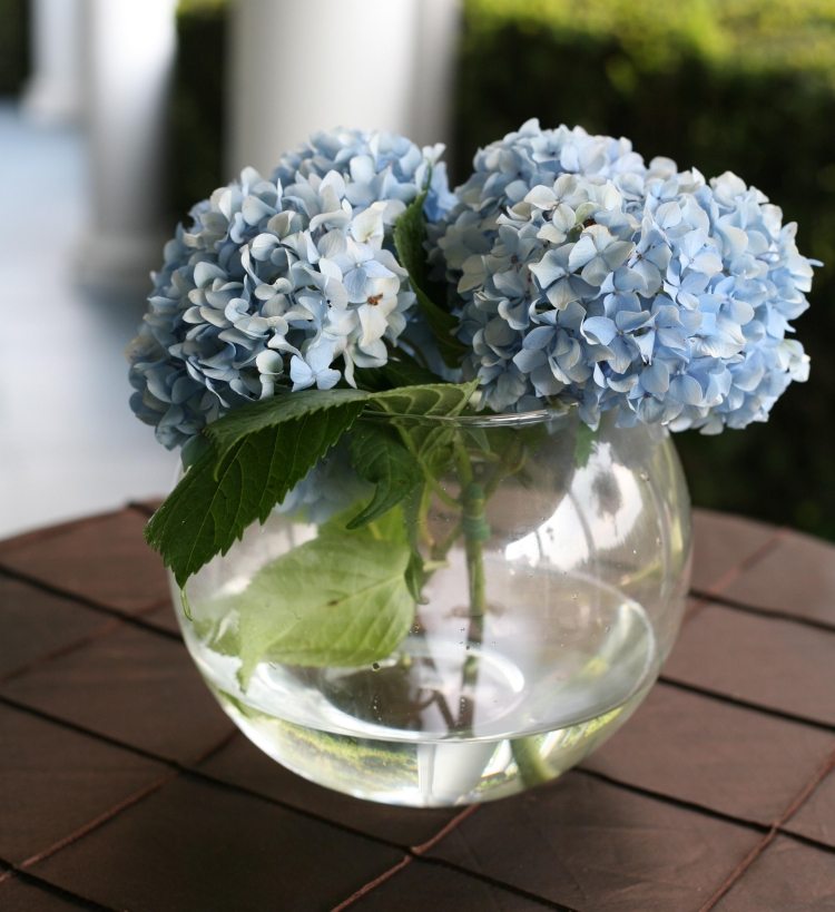hortensia-vård-dekoration-idéer-blommor-blå-akvarium-rund-sfär