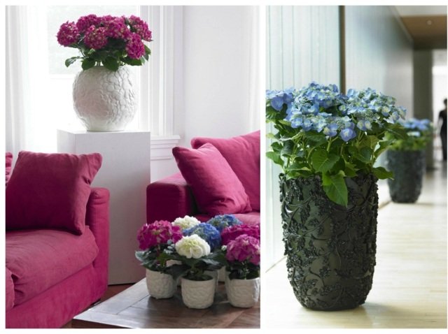 Hortensior vård typer inomhus växter dekorera idéer