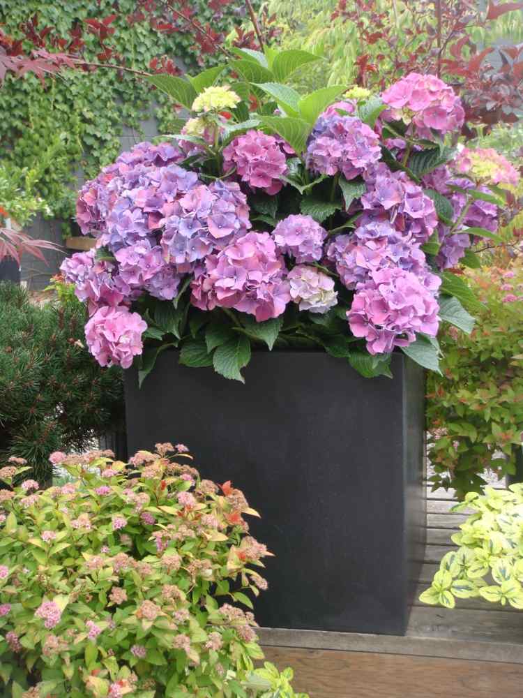 hortensior vård lila-rosa-planter-trädgård-terrass