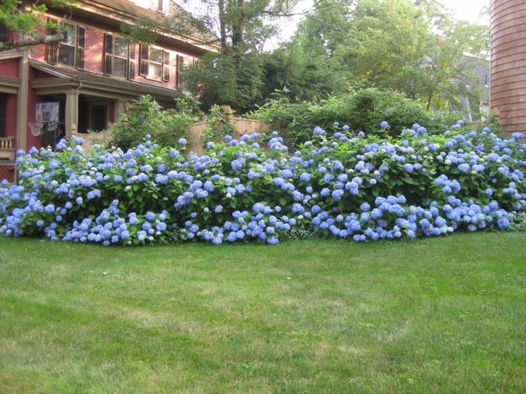 hortensia-vård-trädgård-buskar-blå-blommar