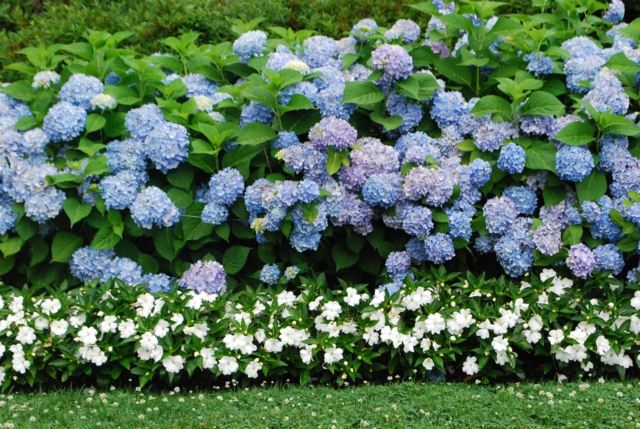 blå vit färg sekretess skärm trädgård stil design