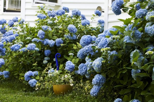Hortensior blå doftande blommor vit husfasad