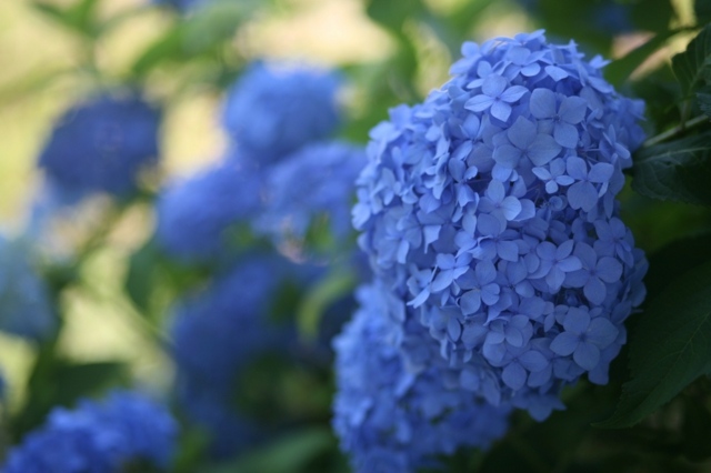 Hortensior blå färg vår trädgård form