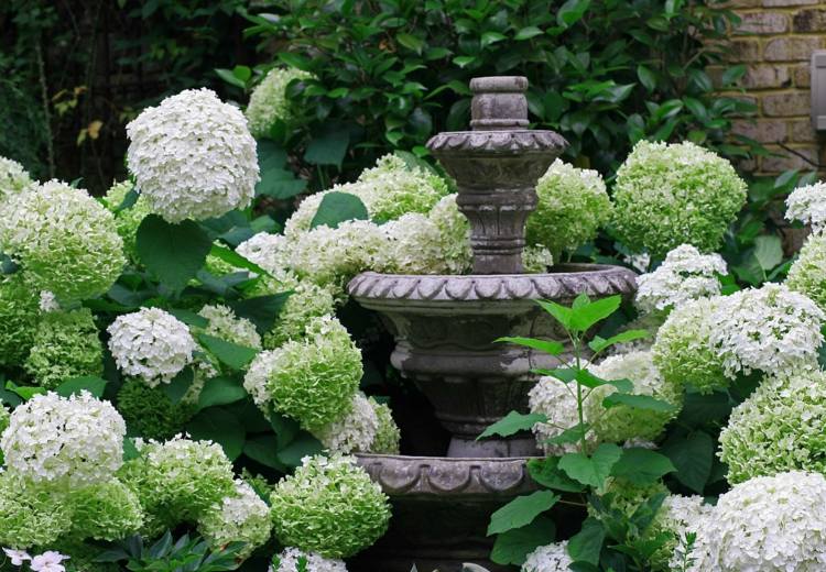 Hortensior vårdar trädgårdsdesign-vit-blomma-fontän