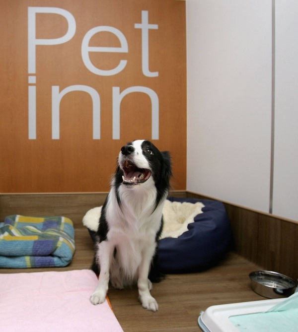 hotellhundar djurpensionering som ett trenddjurhotell