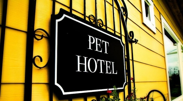 hotellhundar djurpensionering som ett trenddjurhotell