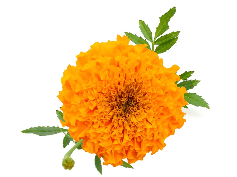 Kuinka tehdä Marigold -kasvonaamio hehkuvaan ihoon