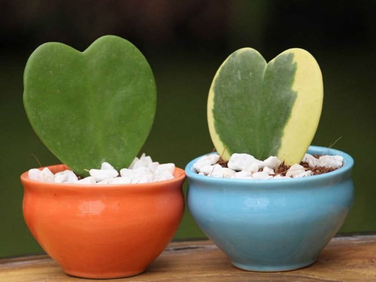 Hoya Kerrii Variegata hjärtformade minikruka prydnadsflis
