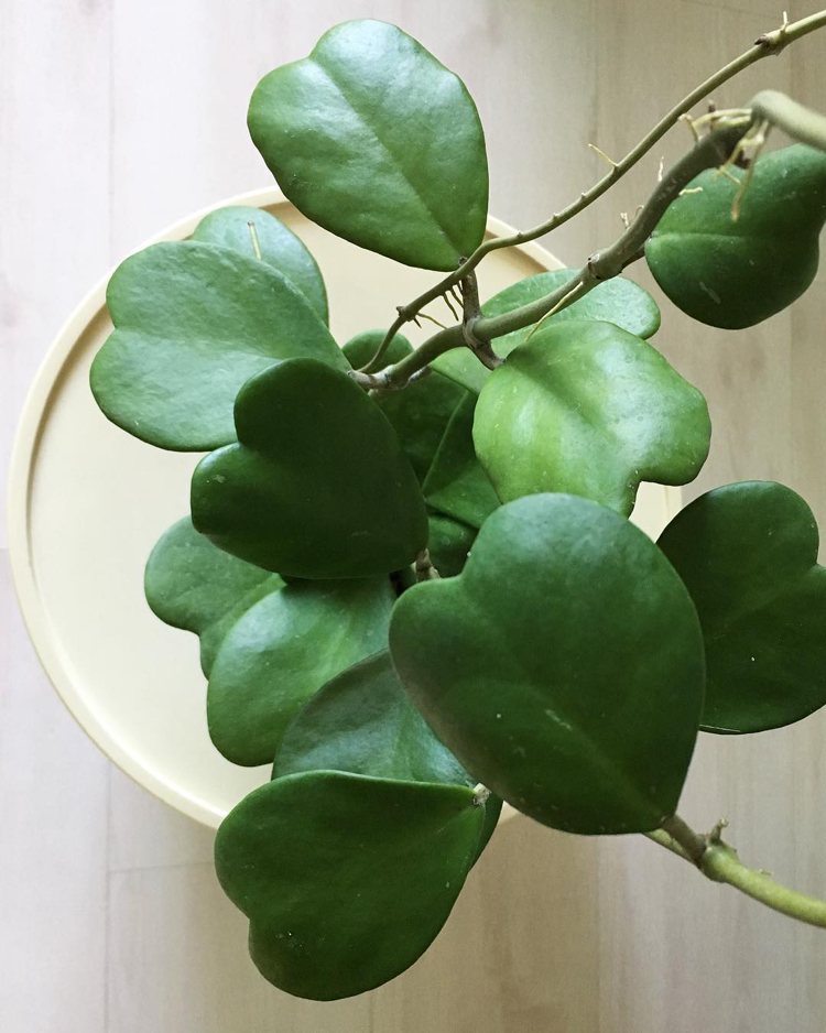 Hoya Kerrii växt odla beskärning föröka sig