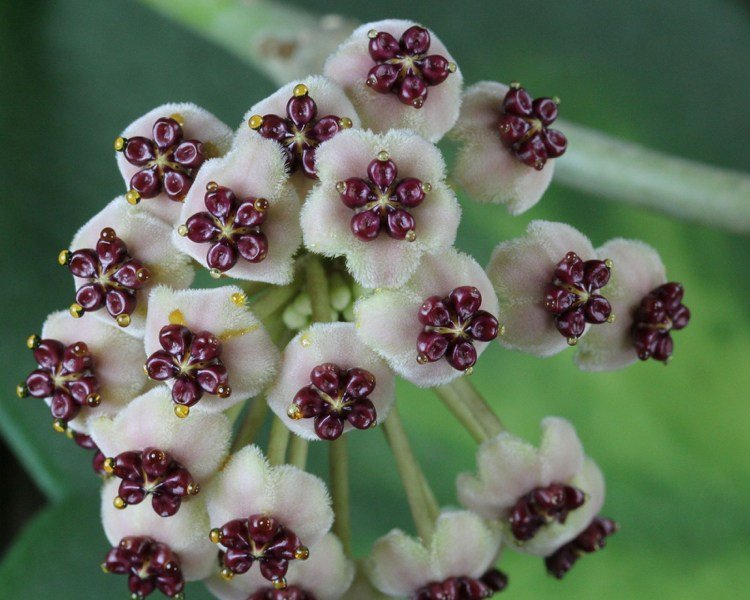 Hoya Kerrii växt blommar närbild