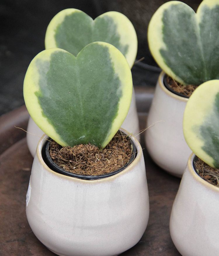 Hoya kerrii Variegata gröna gula hjärtformade blad