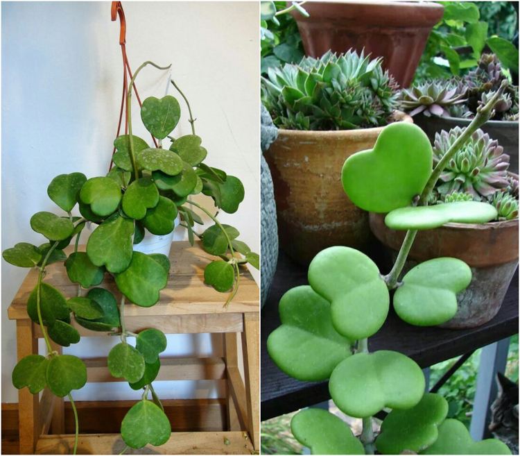 Hoya Kerrii Heart Leaf Plant Hängande växt Hängande växt