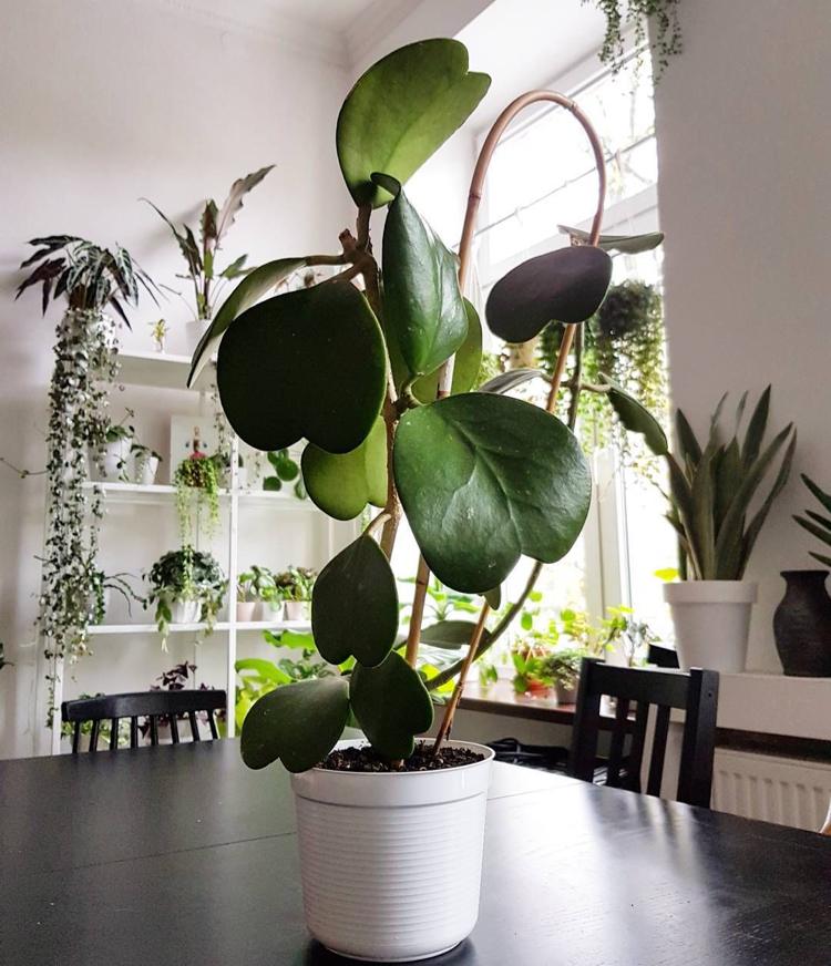 Hoya Kerrii krukväxt gröna blad hjärtformade