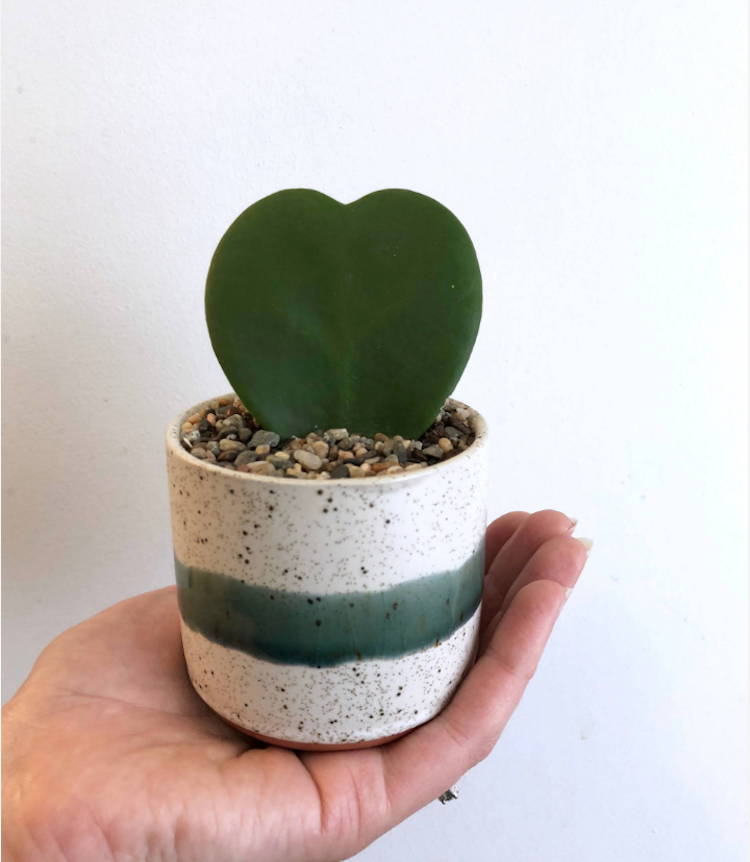 Hoya Kerrii offshoots klippa grus mini kruka
