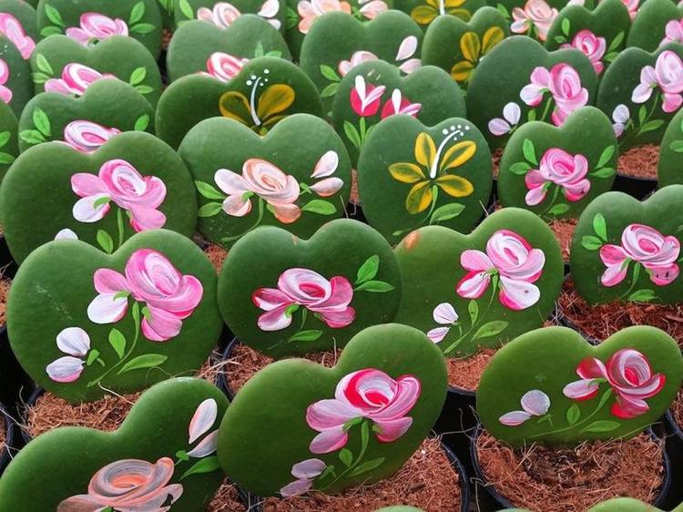 Hoya Kerrii Heart Leaf Plant Gift Alla hjärtans dag