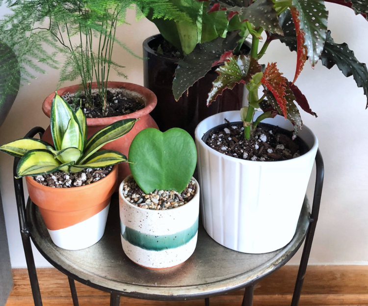 Hoya Kerrii Växtkrukor Ferns Arranhement House Plants