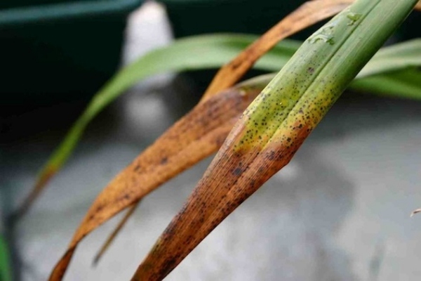 Orkidé spetsiga blad bruna orsakade av brist på fukt