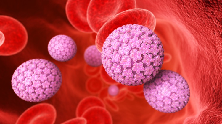 röda blodkroppar angriper humana papillomvirus som antikroppar när de infekteras