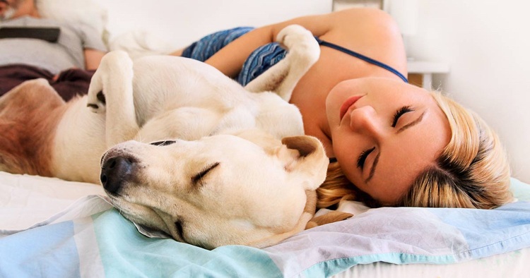 Att dela sängen är hälsosamt för både hund och person