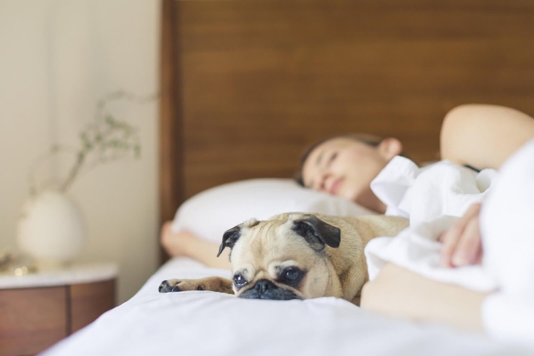 Att låta din hund sova i sängen är hälsosamt för oss