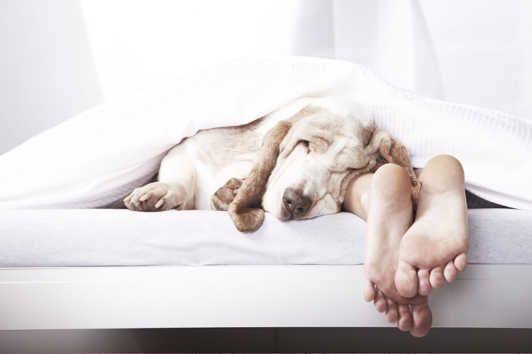 Att låta din hund sova i sängen är bra för din hälsa