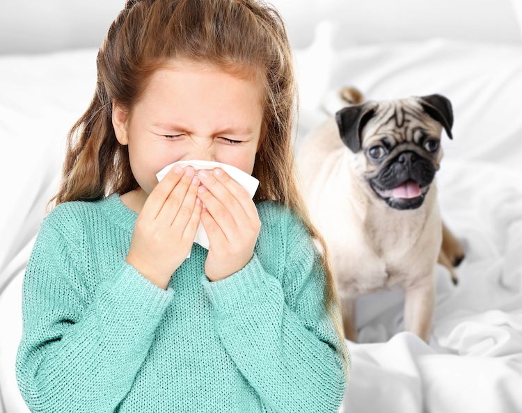 Olämpliga hundar med allergi slutar inte att bli av