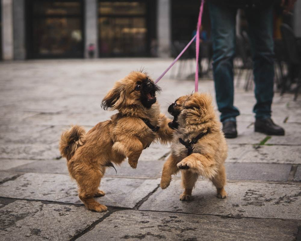 Pekingese hundsjukdomar hundträning som att sniffa på po wean hundskolan