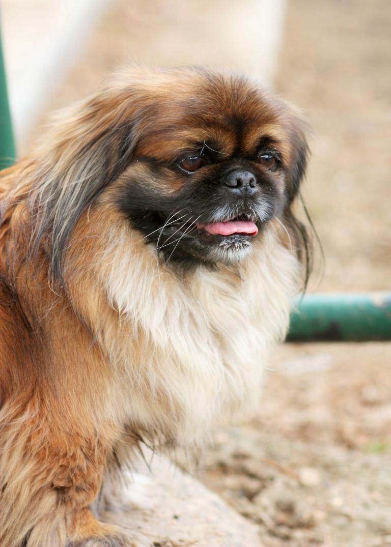 Hundbeteende Pekingese hundträning, snusning av skinkorna, avvänjningstips