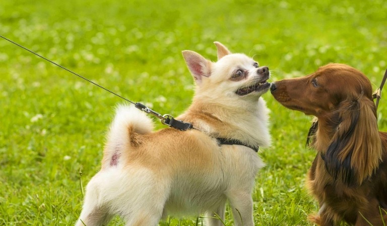 Hundträning små raser Chihuahua hundskola som sniffar skinkorna
