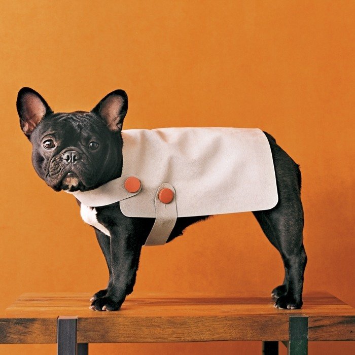 Vinter-hund-kläder-DIY-franska-bulldog-valpar