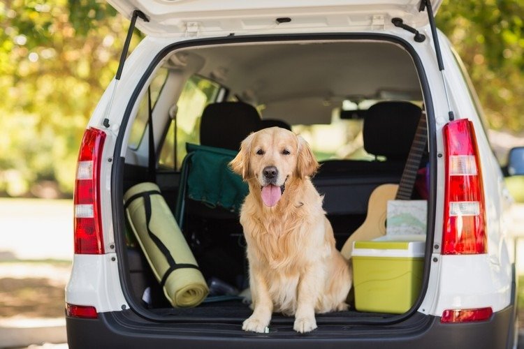 Ta bort hundhår från bagagerumsdammsugaren mot djurhår i bilen