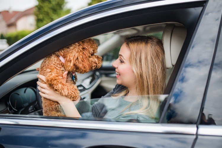 Hundhår Undvik i bilen Tips Hur ofta hundborste bilbarnstolar hundar säkert