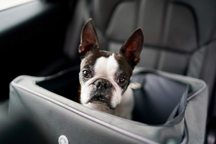 Bilbarnstolar Hundar Fördelar med att ta bort hundhårbil