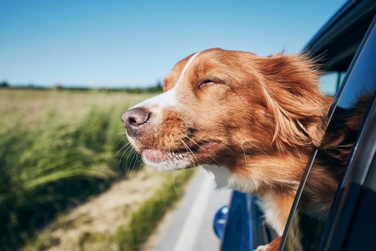 Hur man tar bort hundhår från bilbarnstolar hundar säkert