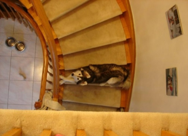 husky trappor sova katt malamut hund